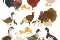 chicken-turkey-duck-goose-family