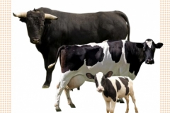 byk-krowa-cielak