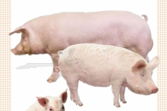 knur-świnia-prosiak